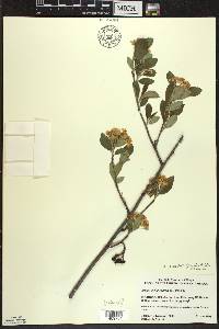 Aronia × prunifolia image