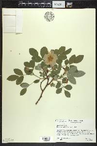 Rosa acicularis image