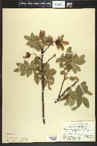 Rosa acicularis image