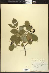 Aronia × prunifolia image