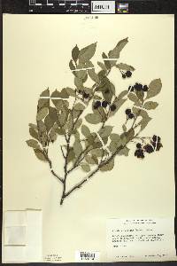 Aronia × prunifolia image