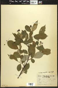 Aronia × prunifolia image