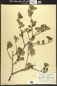 Aronia × prunifolia image