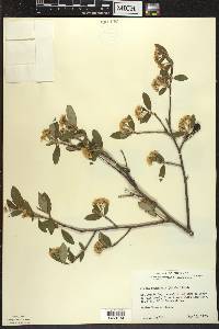 Aronia × prunifolia image