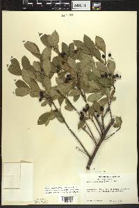 Aronia × prunifolia image