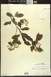 Aronia × prunifolia image