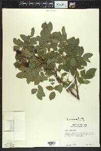 Rosa acicularis image