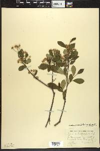 Aronia × prunifolia image