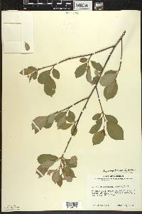 Aronia × prunifolia image