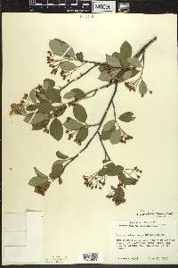 Aronia × prunifolia image