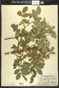 Rosa acicularis image