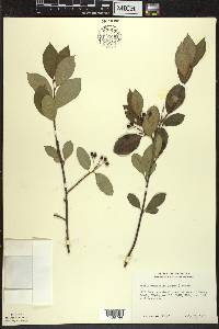 Aronia × prunifolia image