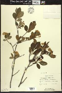 Aronia × prunifolia image