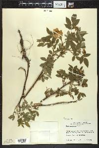 Rosa acicularis image