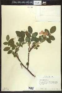 Rosa acicularis image