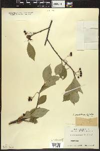 Aronia × prunifolia image