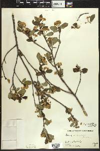 Aronia × prunifolia image