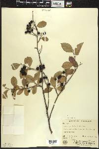 Aronia × prunifolia image