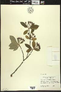 Aronia × prunifolia image