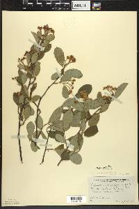 Aronia × prunifolia image