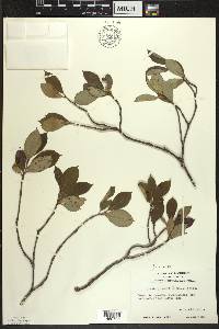 Aronia × prunifolia image