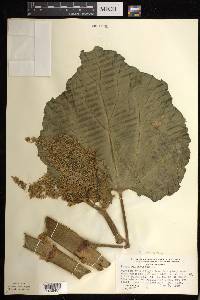 Rheum × hybridum image
