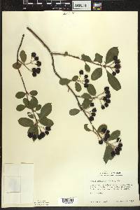 Aronia × prunifolia image