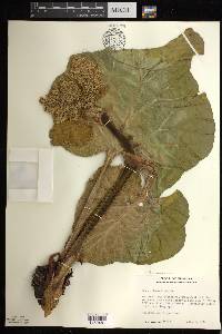 Rheum × hybridum image