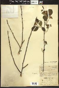 Aronia × prunifolia image