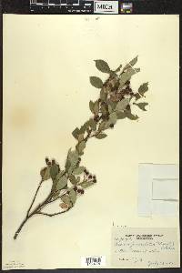 Aronia × prunifolia image