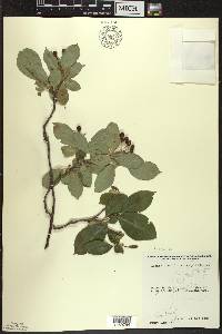 Aronia × prunifolia image