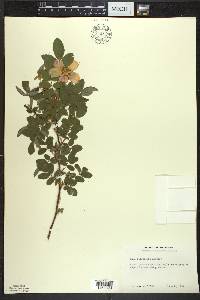 Rosa acicularis image