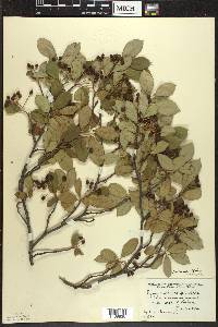 Aronia × prunifolia image