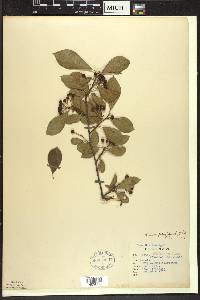 Aronia × prunifolia image