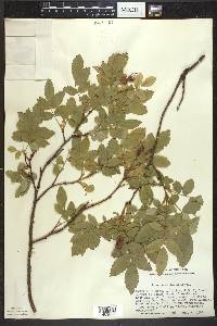 Rosa acicularis image