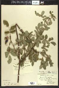 Rosa acicularis image