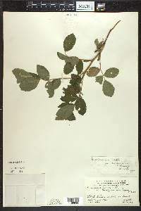 Rosa acicularis image