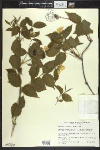 Rhodotypos scandens image