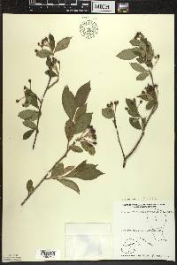 Aronia × prunifolia image