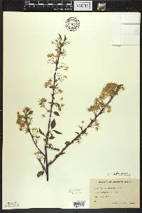 Prunus pensylvanica image