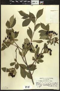 Aronia × prunifolia image
