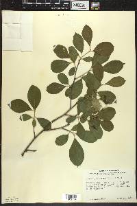 Aronia × prunifolia image