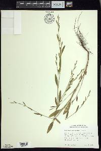 Polygonum ramosissimum image