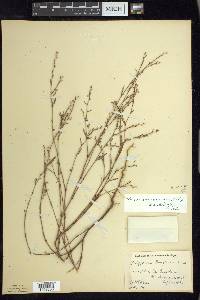 Polygonum ramosissimum image