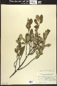 Aronia × prunifolia image