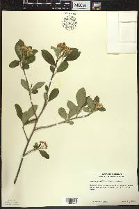 Aronia × prunifolia image