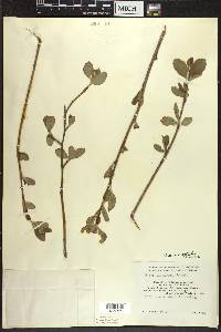 Aronia × prunifolia image