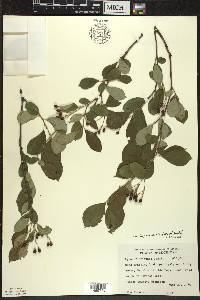 Aronia × prunifolia image