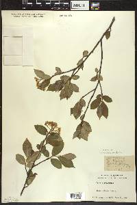 Aronia × prunifolia image