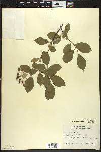 Aronia × prunifolia image